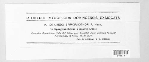 Uredo sparganophori image